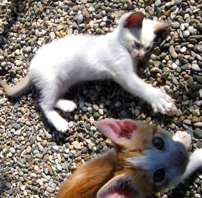 Two Kittens on Gravel