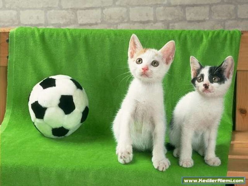 Two Kittens on Green Blanket