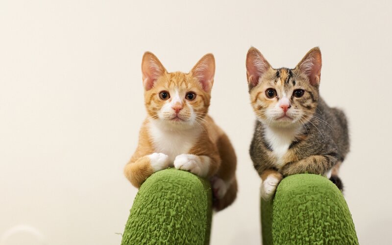 Two Kittens on Green Furniture — Calm