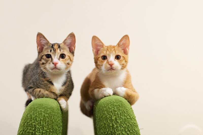 Two Kittens on Green Furniture