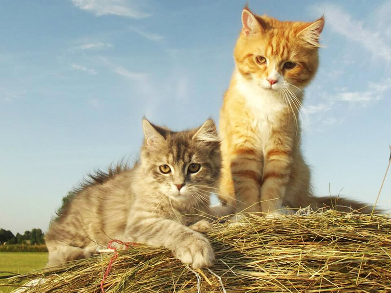 Two Kittens on Hay — Orange