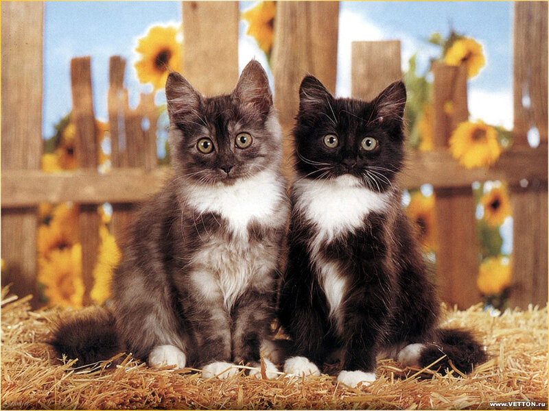 Two Kittens on Hay — Yellow, Calm