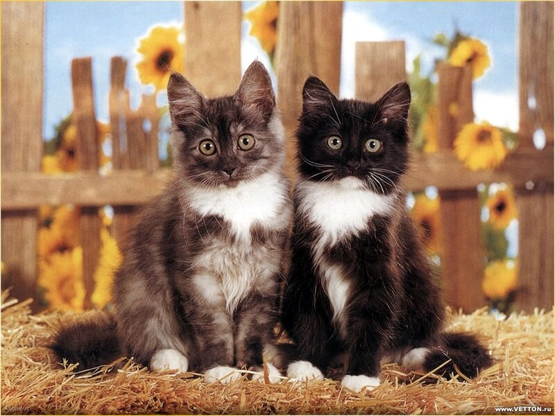 Two Kittens on Hay — Yellow