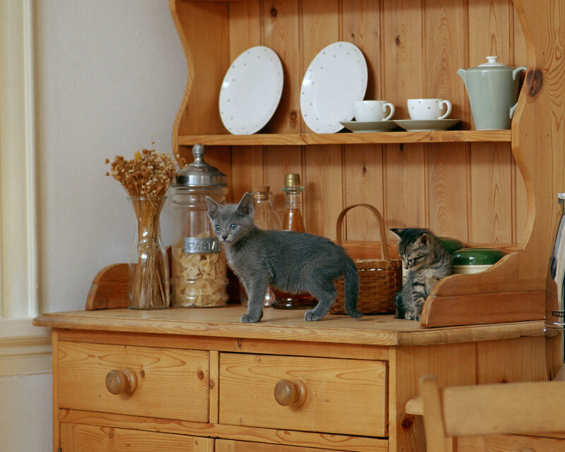 Two Kittens on Hutch