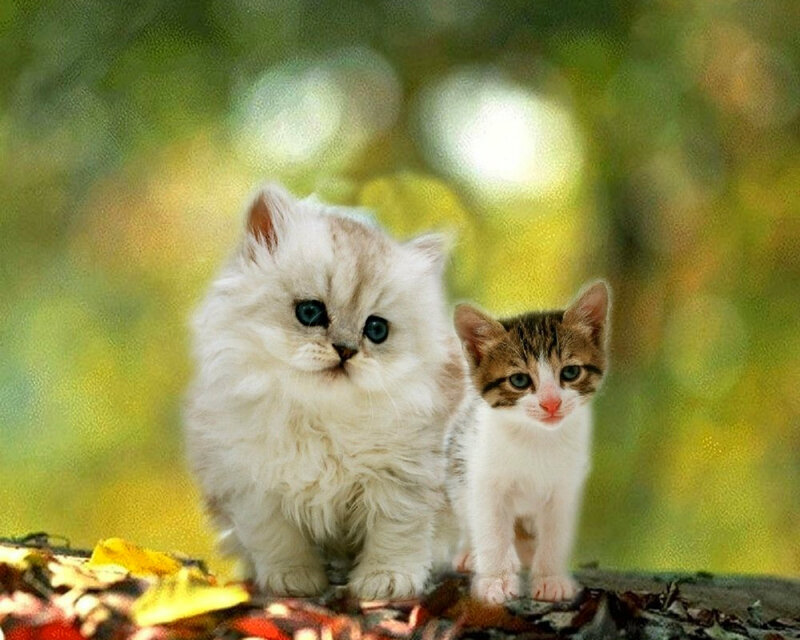 Two Kittens on Leaves