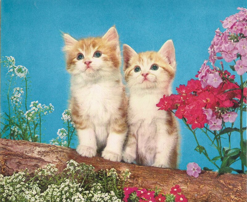 Two Kittens on Log — Blue
