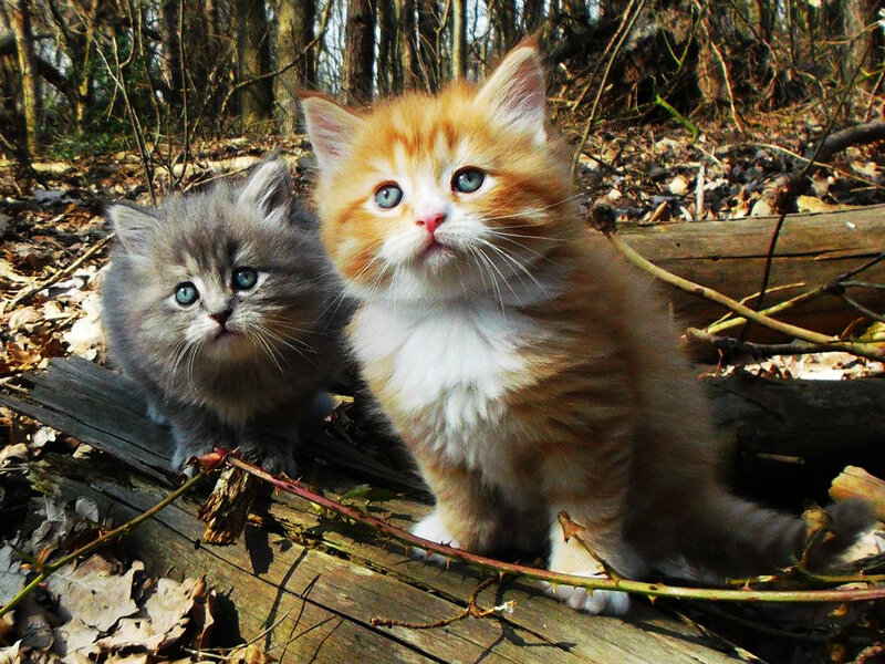 Two Kittens on Log — Orange, Calm, Autumn