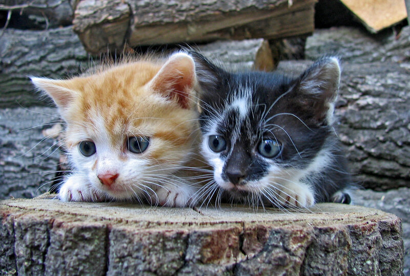 Two Kittens on Log — Orange, Calm