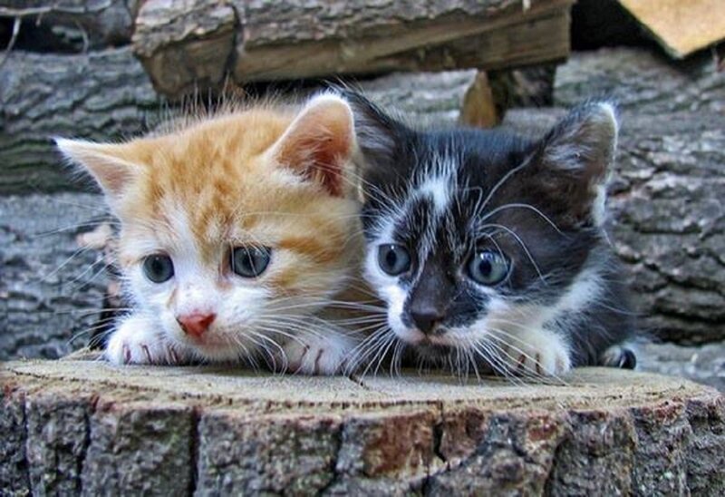Two Kittens on Log — Orange, Curious