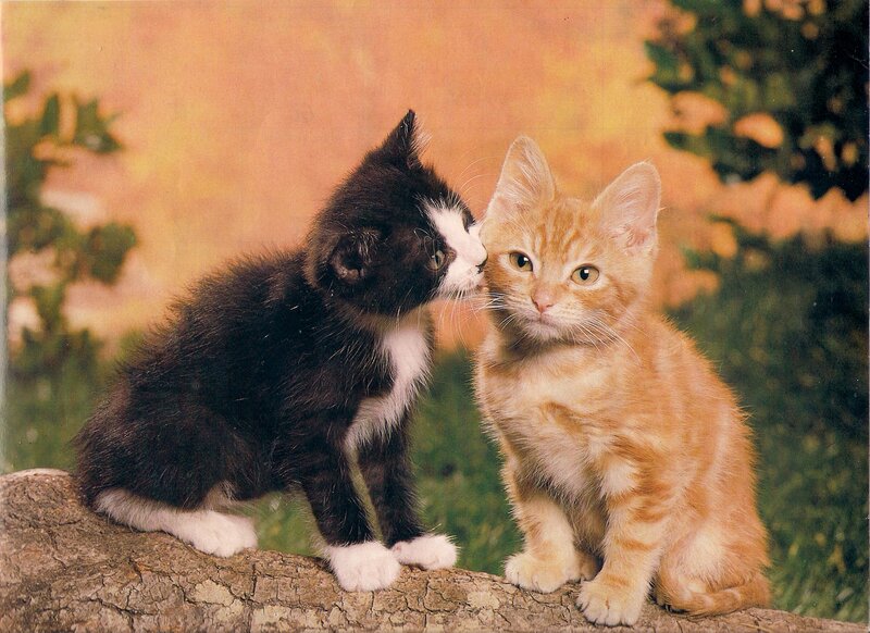 Two Kittens on Log — Orange
