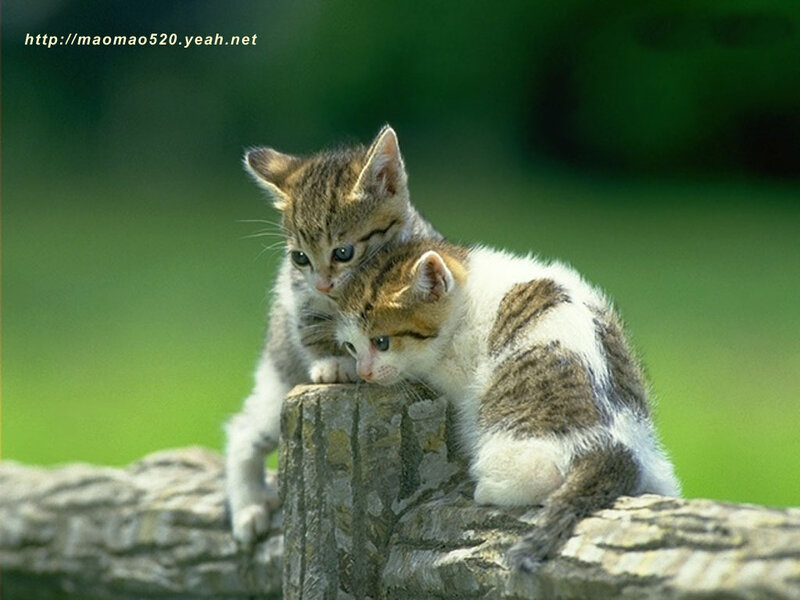 Two Kittens on Log