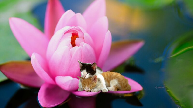 Two Kittens on Lotus