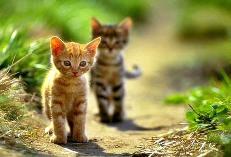 Two Kittens on Path — Green, Serene