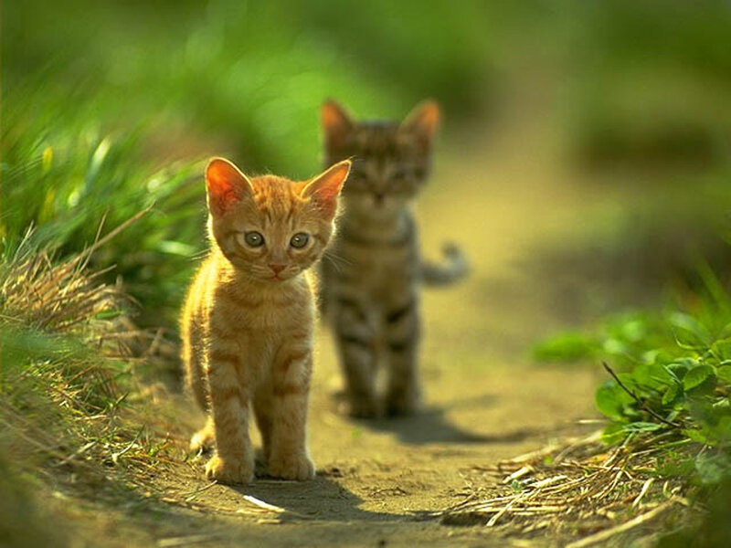 Two Kittens on Path — Green