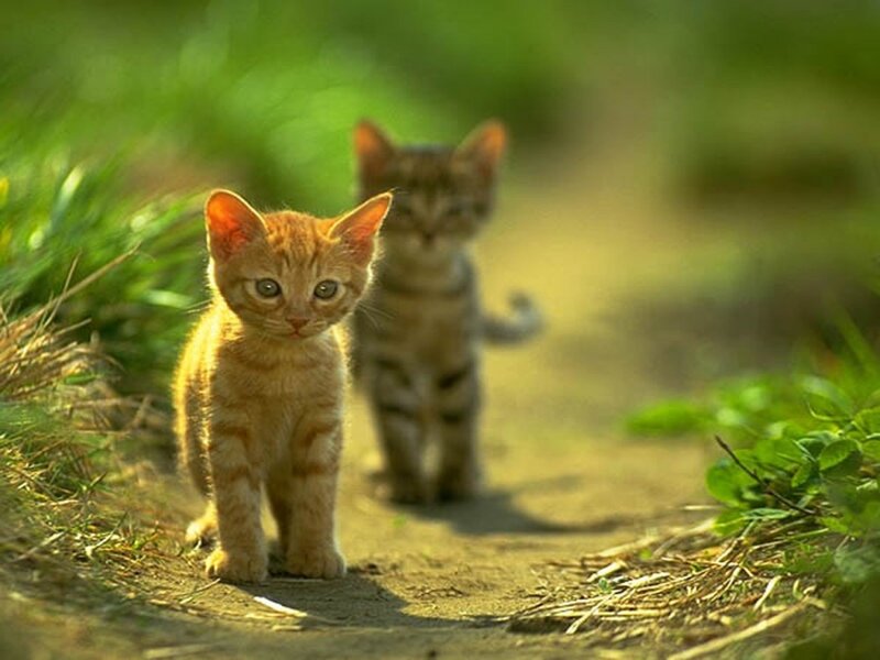 Two Kittens on Path