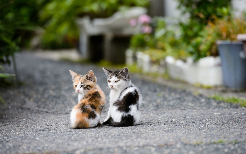 Two Kittens on Pavement — Calm