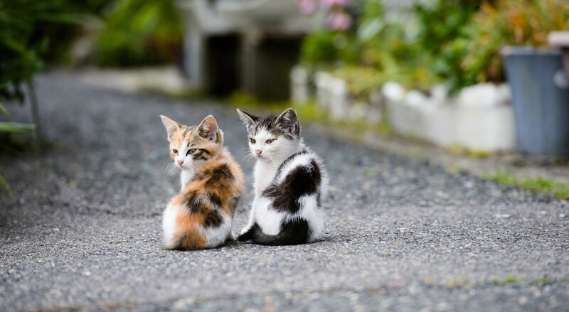 Two Kittens on Pavement — Gray, Calm, Afternoon, Photograph, Plants, Flower Pots