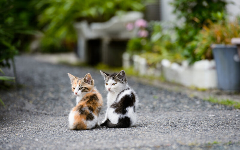 Two Kittens on Pavement — Gray, Calm, Afternoon, Photograph, Plants