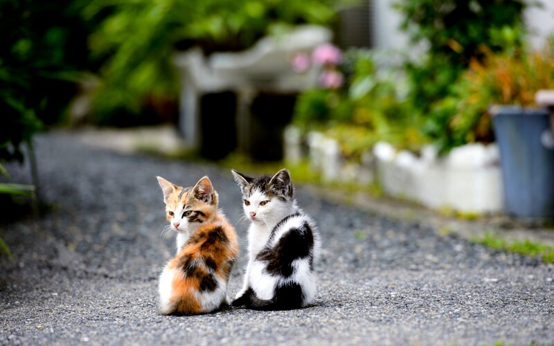 Two Kittens on Pavement — Gray, Calm, Afternoon, Photograph