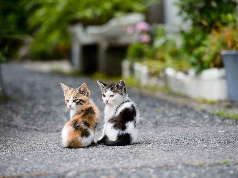 Two Kittens on Pavement — Gray, Calm, Afternoon
