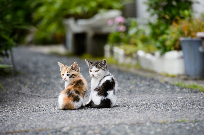 Two Kittens on Pavement — Gray