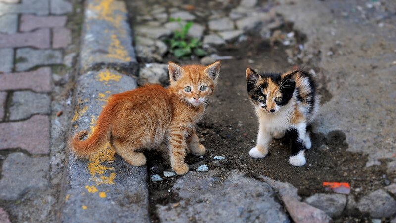 Two Kittens on Pavement — Orange