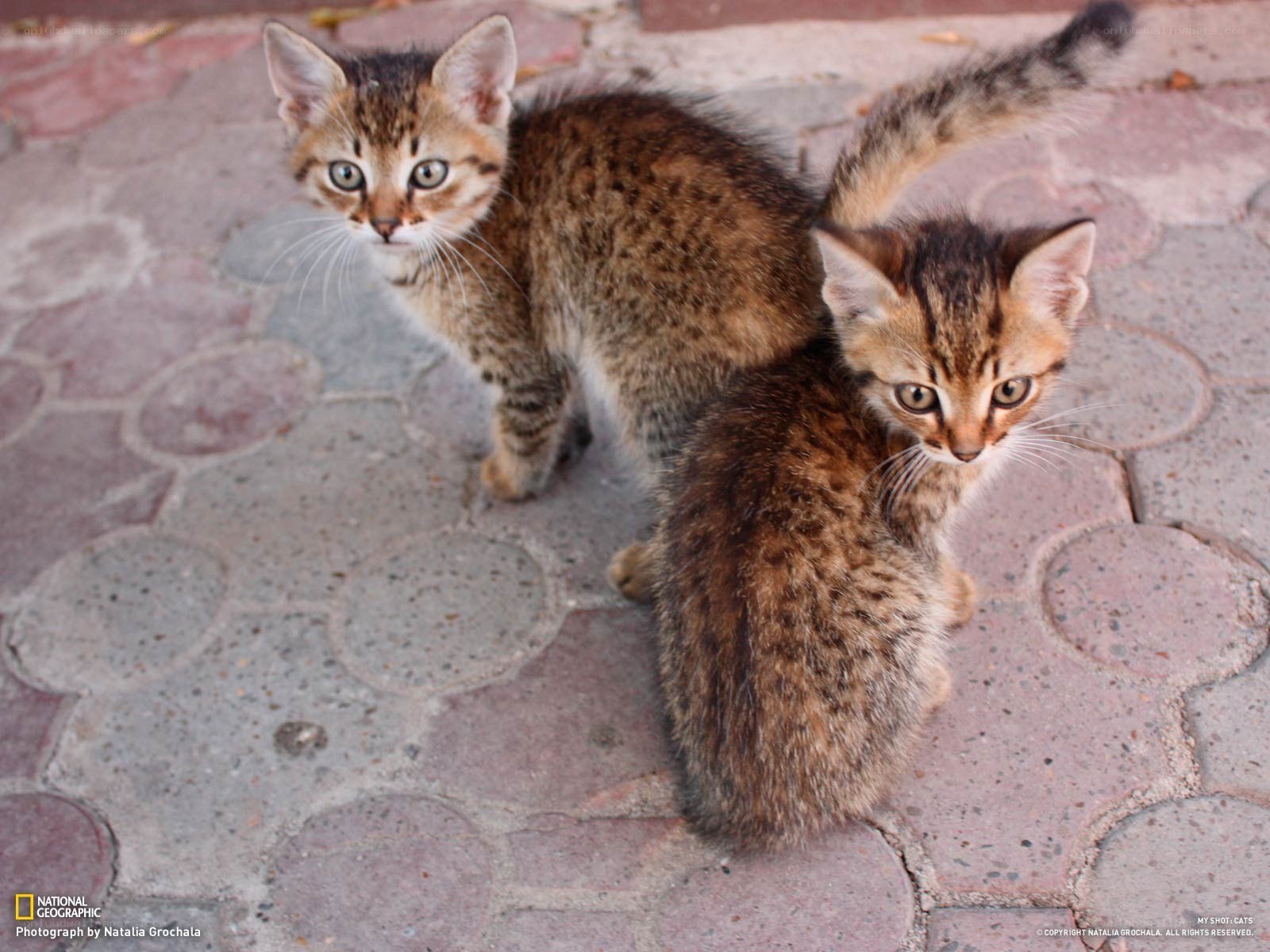 Two kittens on pavement