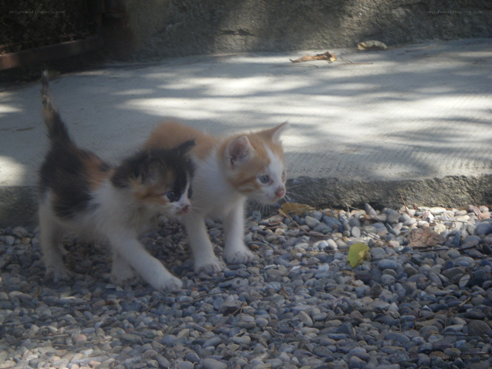 Two kittens on pebbles