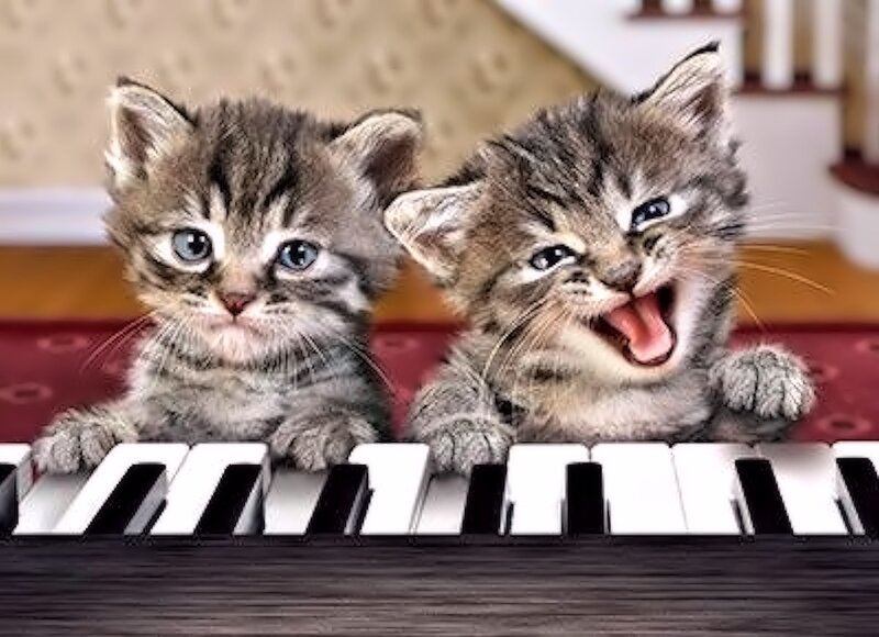Two Kittens on Piano — Gray