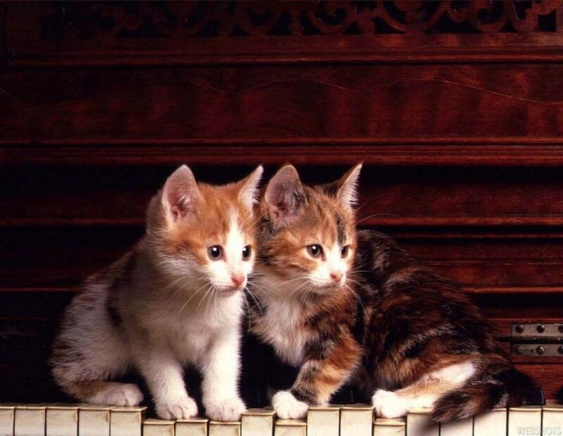 two kittens on piano keys
