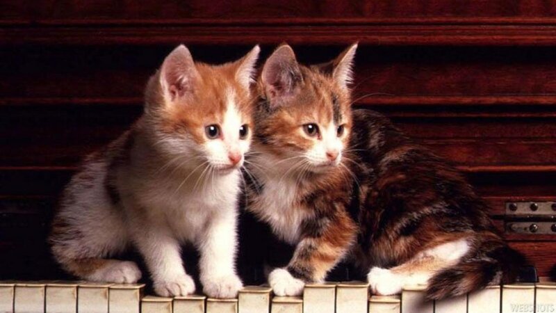 Two Kittens on Piano