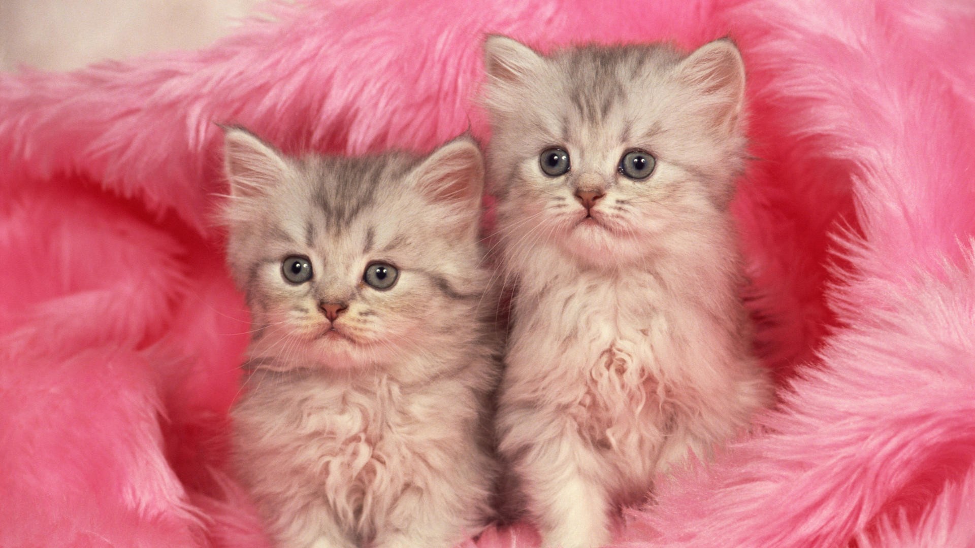 two kittens on pink fur