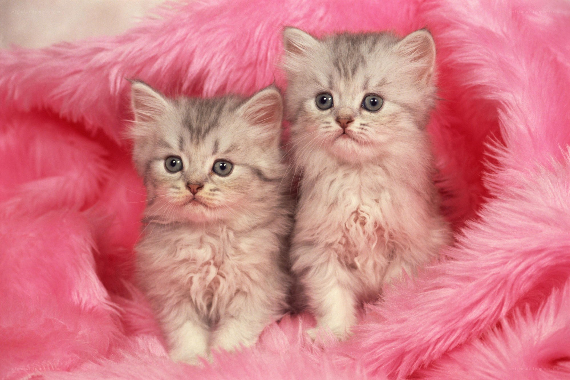 Two kittens on pink fur