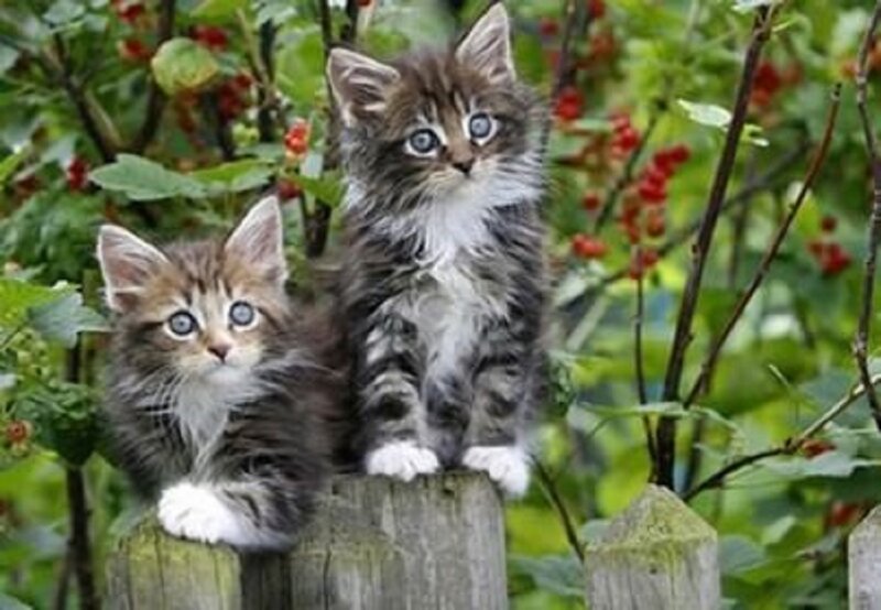Two Kittens on Post — Green, Curious