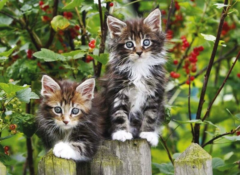 Two Kittens on Post — Green