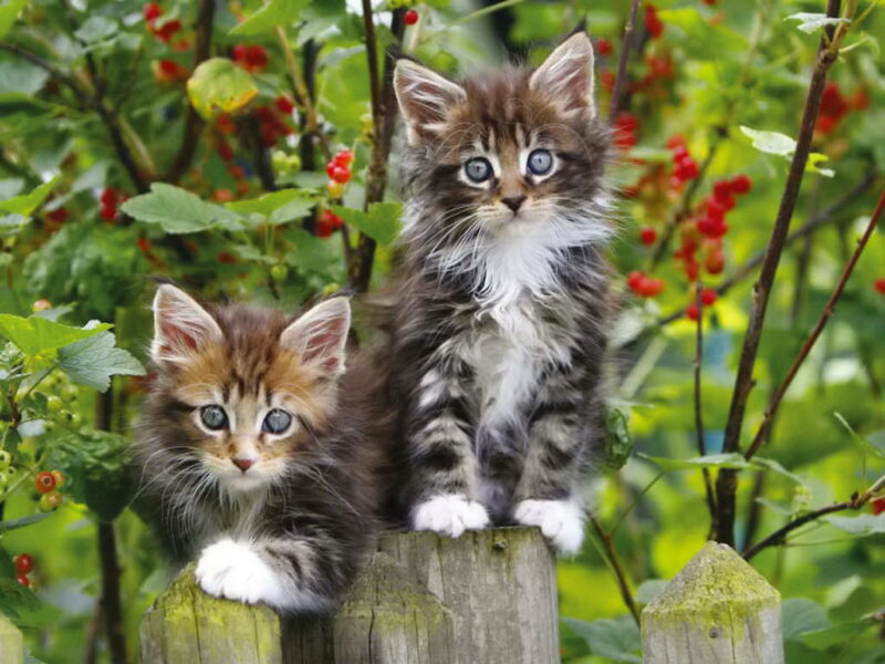 Two Kittens on Post