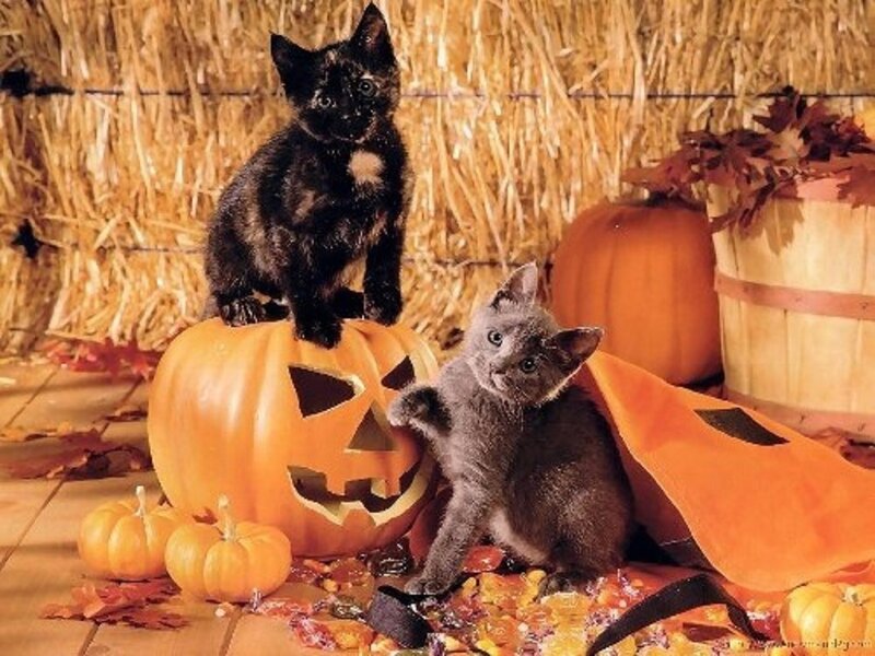 Two Kittens on Pumpkins
