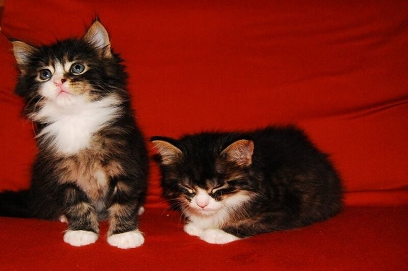 Two Kittens on Red