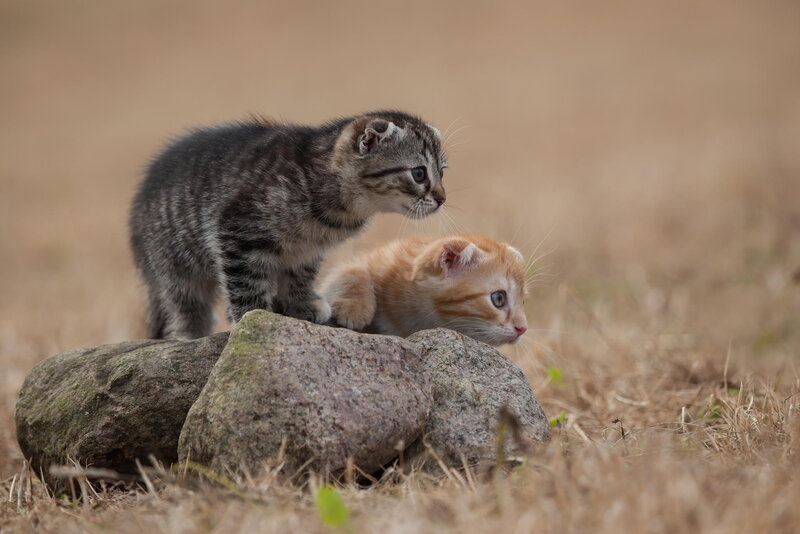 Two Kittens on Rocks — Brown