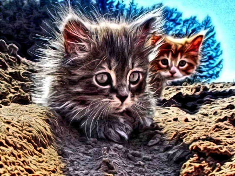 Two Kittens on Rocks