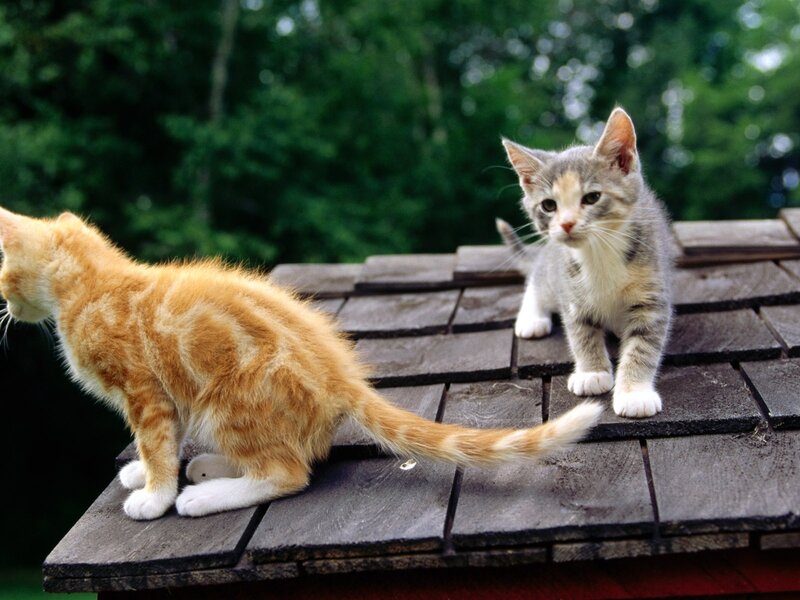 Two Kittens on Roof — Orange, Calm, Afternoon, Photograph
