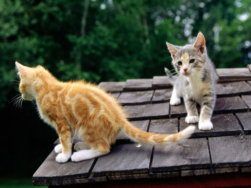 Two Kittens on Roof — Orange, Calm, Afternoon