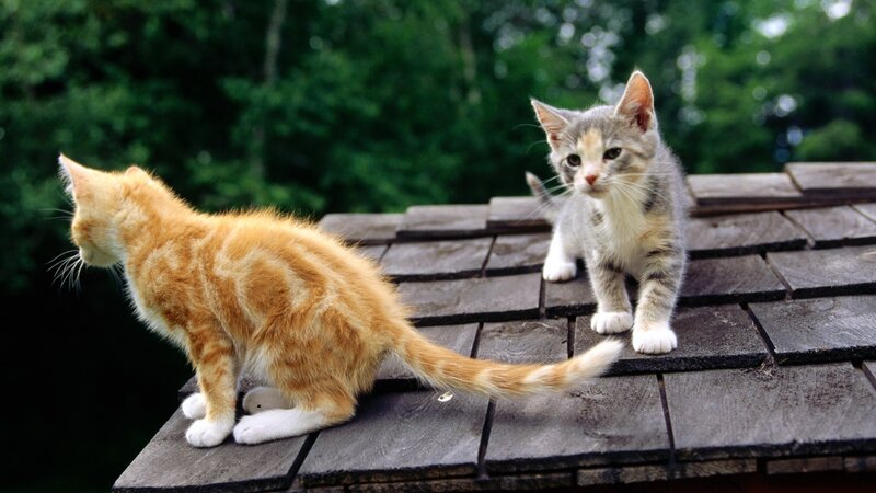 Two Kittens on Roof — Orange, Calm