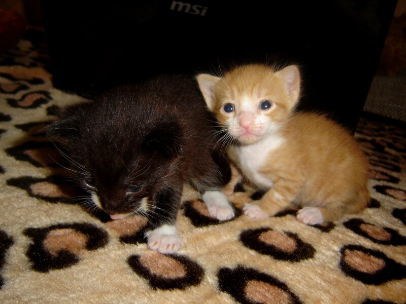 Two Kittens on Rug