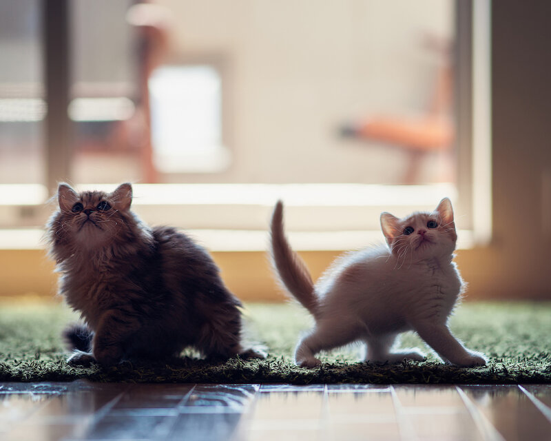 Two Kittens on Rug — White, Calm