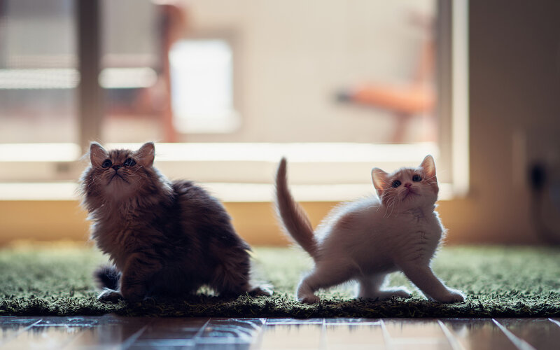 Two Kittens on Rug — White