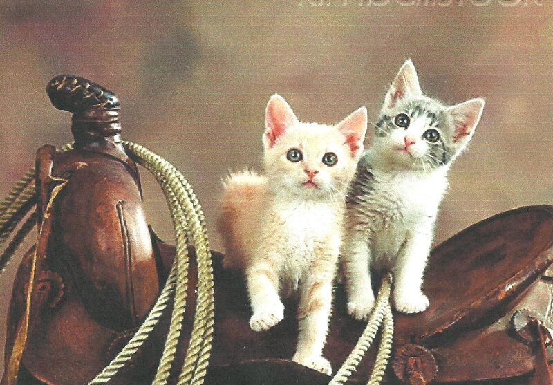 Two Kittens on Saddle