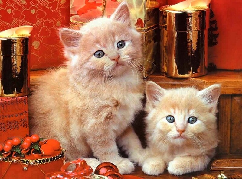 Two Kittens on Shelf