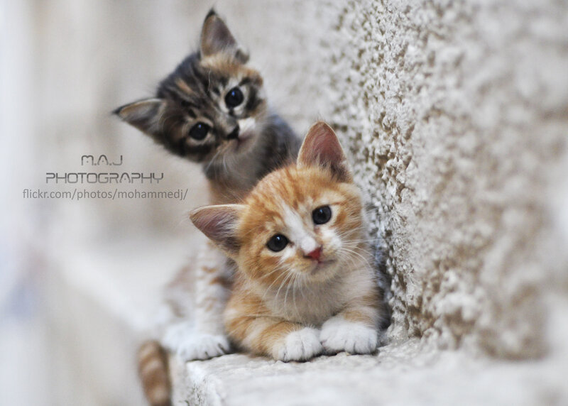 Two Kittens on Steps — Orange