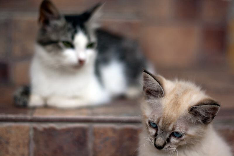 Two Kittens on Steps
